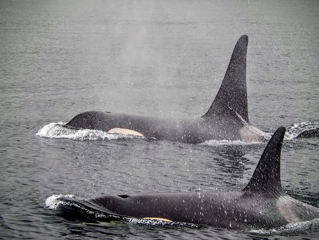 海で泳ぐクジラのクローズアップ