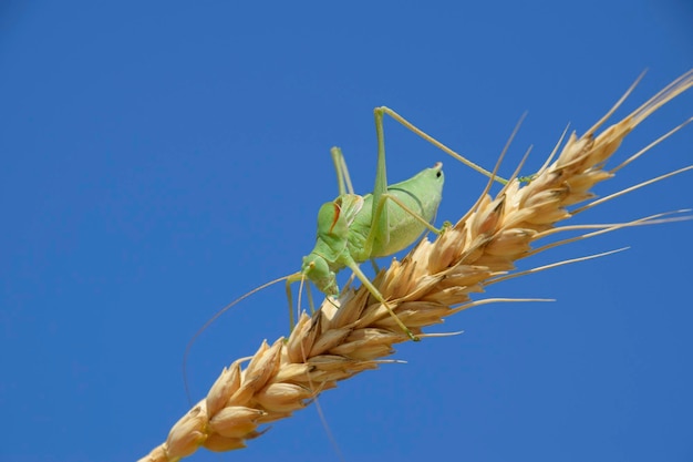 Close-up of wheat against clear blue sky