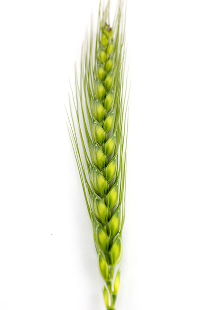 Photo close-up of wheat against white background