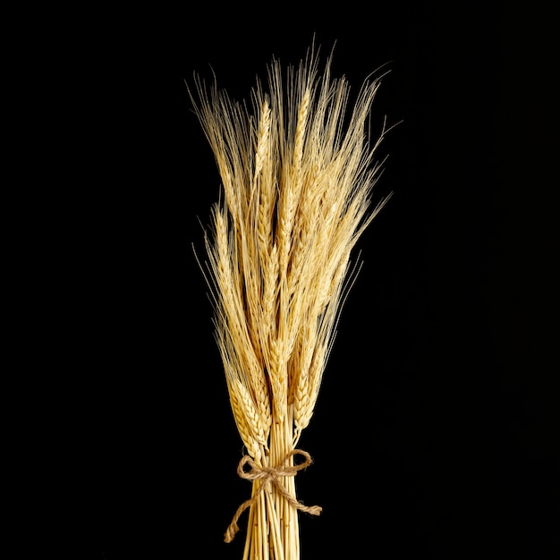 Close-up wheat on black background