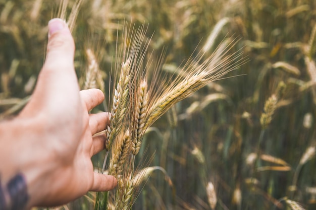 close-up of wheat crops on field
