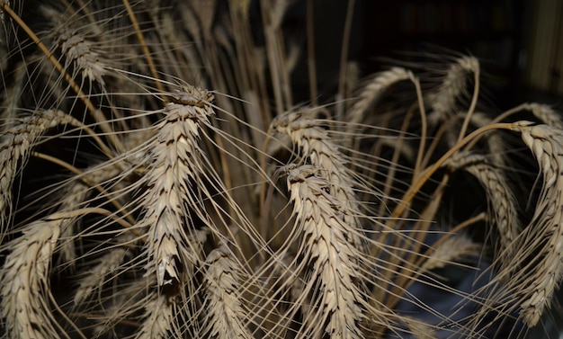 Photo close-up of wheat crops