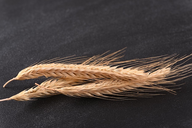 Close up wheat ears on dark background