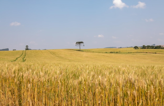 Close up of wheat ears field of wheat in a summer day Harvesting period