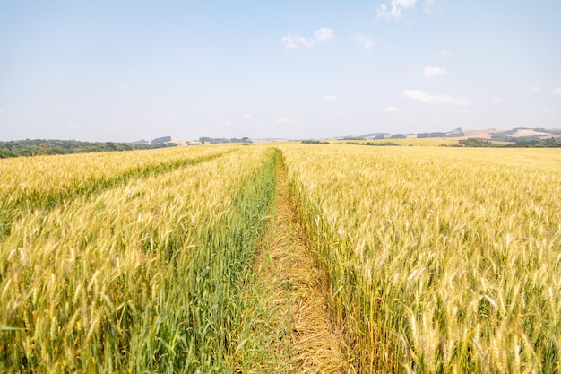 Close up of wheat ears field of wheat in a summer day Harvesting period