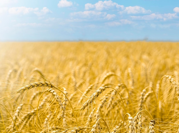 Close up of wheat ears field of wheat in a summer day