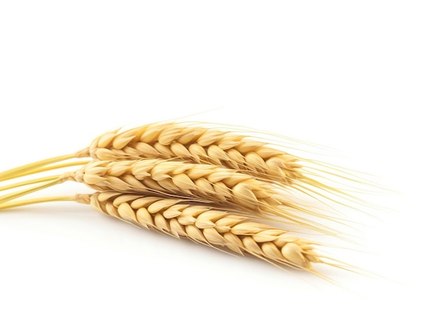 Крупный план колосьев пшеницы
