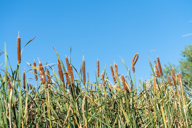 Foto prossimo piano di un campo di grano contro un cielo blu limpido