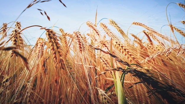 close-up of wheat field against clear sky