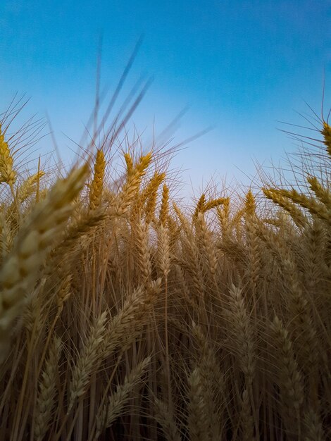 Close-up of wheat field against clear sky