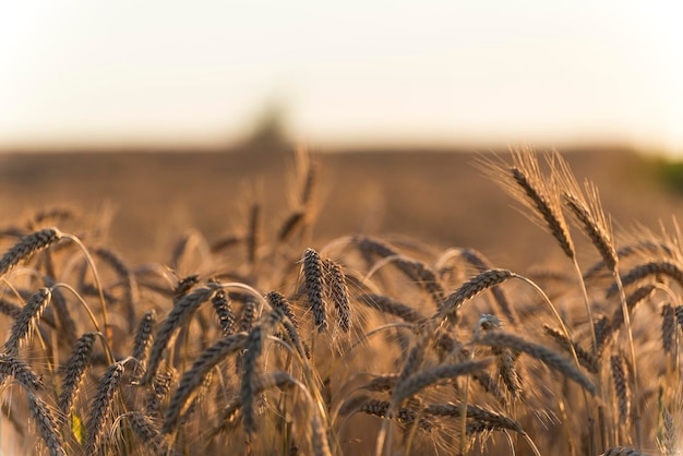 Foto prossimo piano di un campo di grano contro un cielo limpido