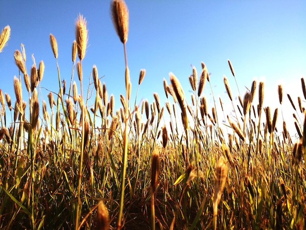 Close-up of wheat field against clear sky