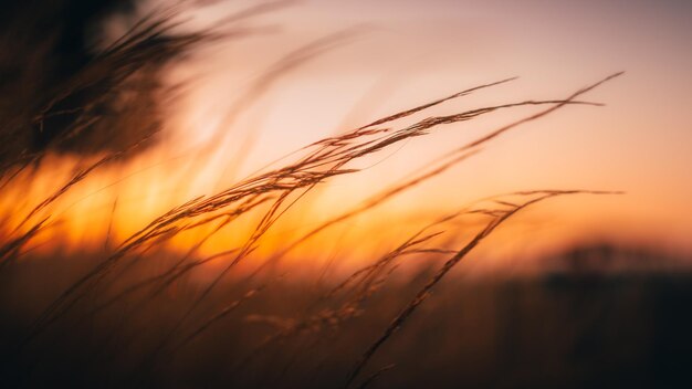 Photo close-up of wheat field against sky during sunrise