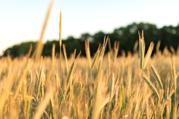 Foto close-up del grano sul campo contro il cielo