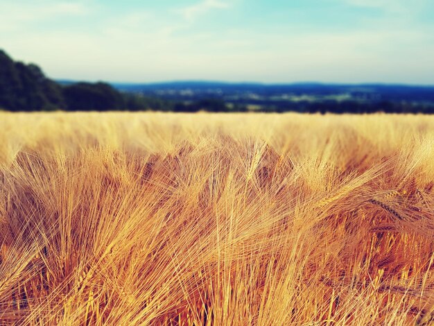 Close-up of wheat field against sky