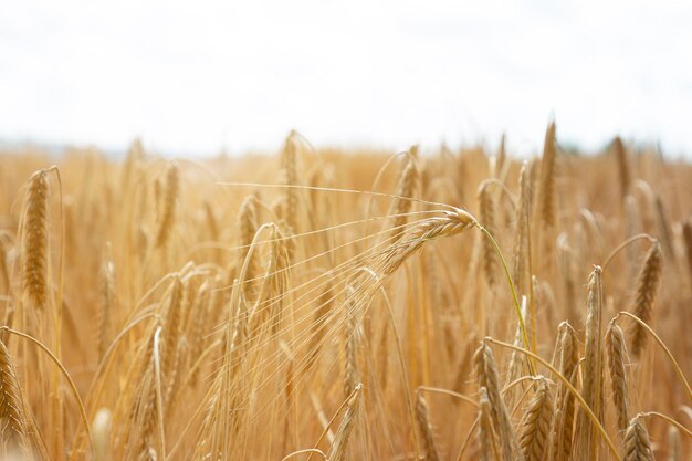 Close-up of wheat field against sky