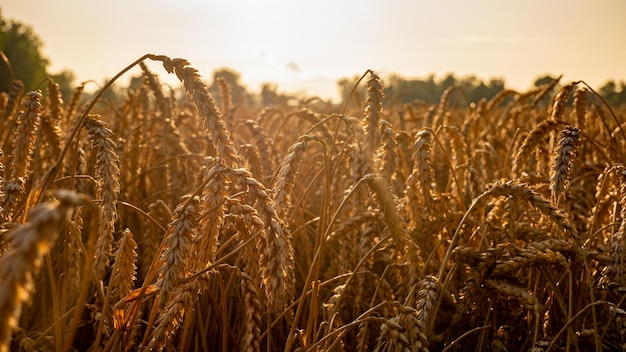 Close-up of wheat field against sky