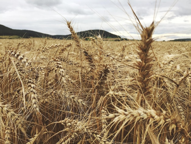 Foto close-up di un campo di grano contro il cielo