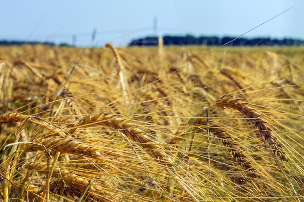 Close-up of wheat field against sky