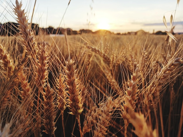 Close-up of wheat field against sky