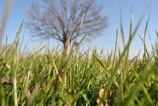 Close-up of wheat field against sky