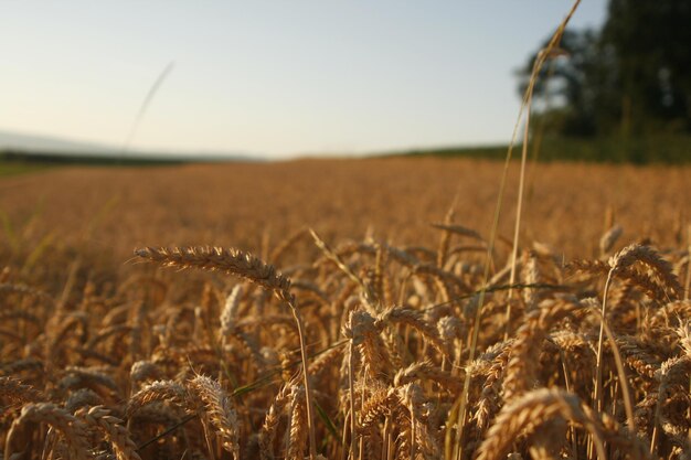 Foto prossimo piano di un campo di grano contro il cielo