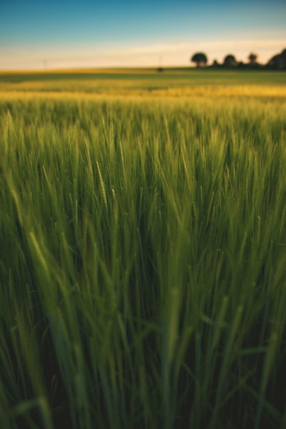 Close-up of wheat field against sky