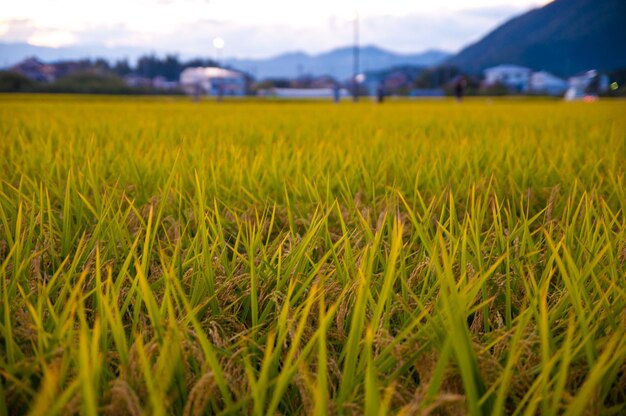 Photo close-up of wheat field against sky