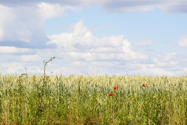 Photo close-up of wheat field against sky