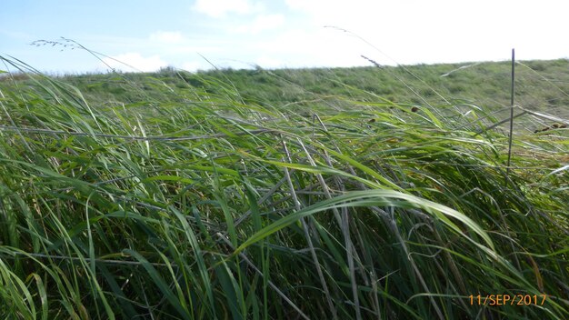 Close-up of wheat field against sky