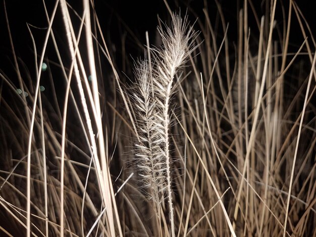 Foto prossimo piano di un campo di grano di notte