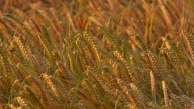 Photo close-up of wheat field