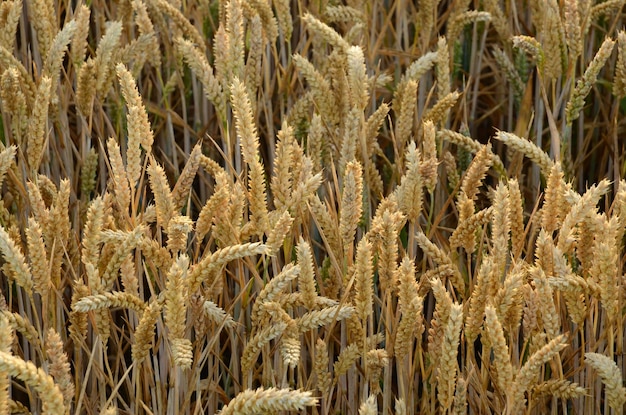 Close-up of wheat field