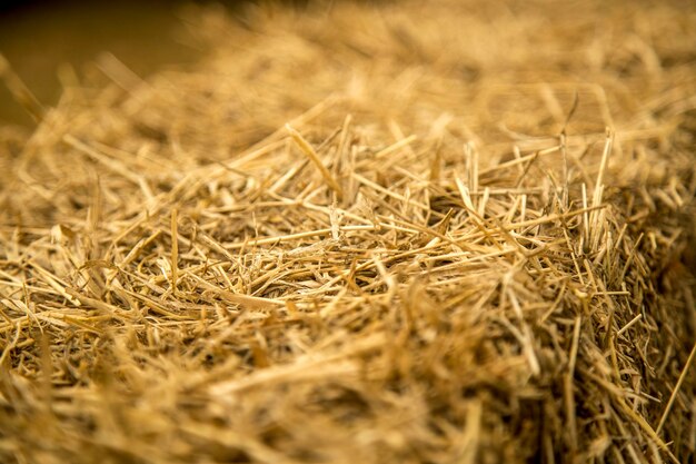 Foto prossimo piano di un campo di grano