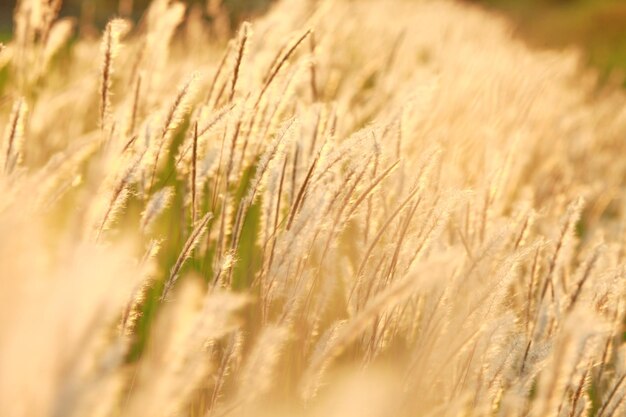 Close-up of wheat field