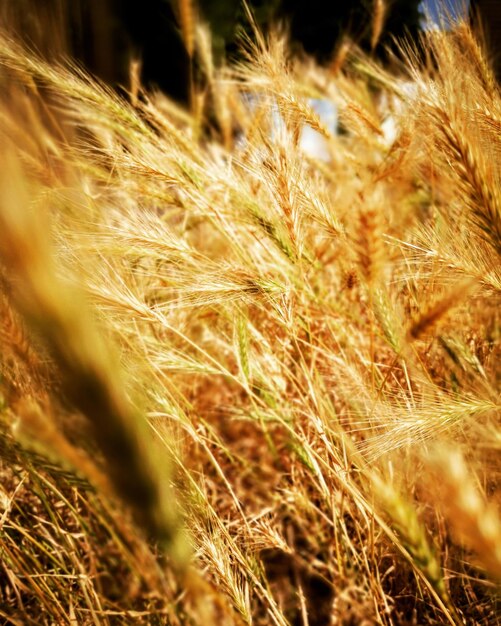 Photo close-up of wheat field