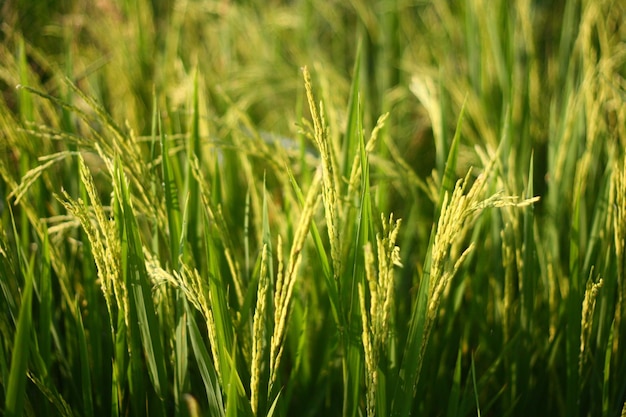 Close-up of wheat field