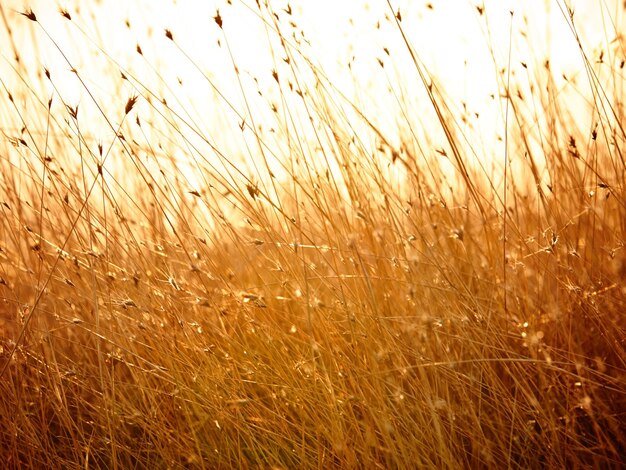 Photo close-up of wheat field