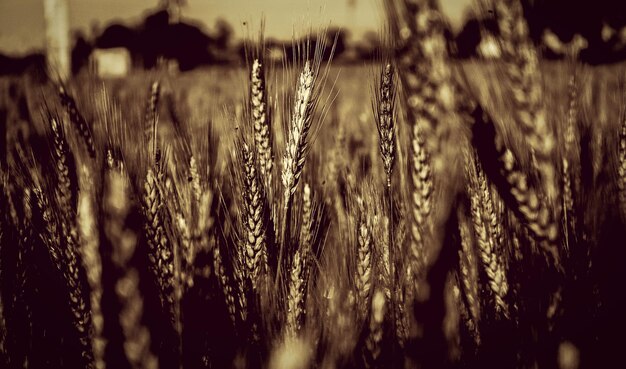 Photo close-up of wheat field