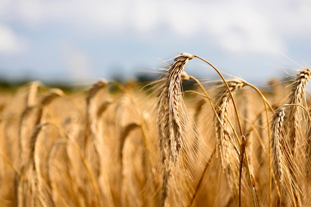 close-up of wheat field