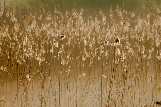 Close-up of wheat on field