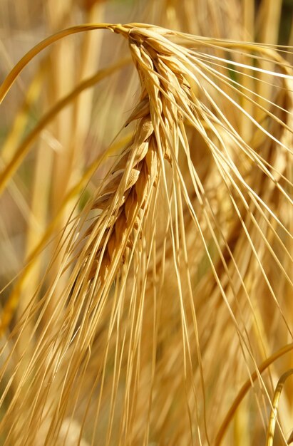 Photo close-up of wheat field