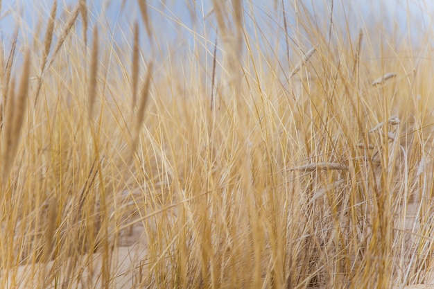 Close-up of wheat field