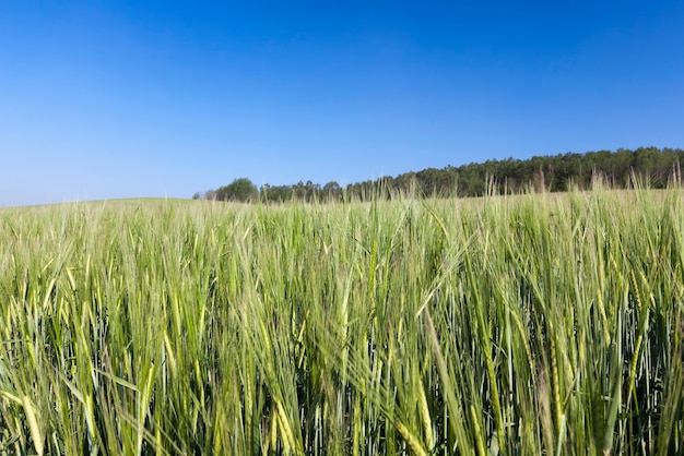 Close up on wheat in the field