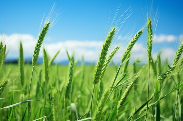 a close up of wheat in a field