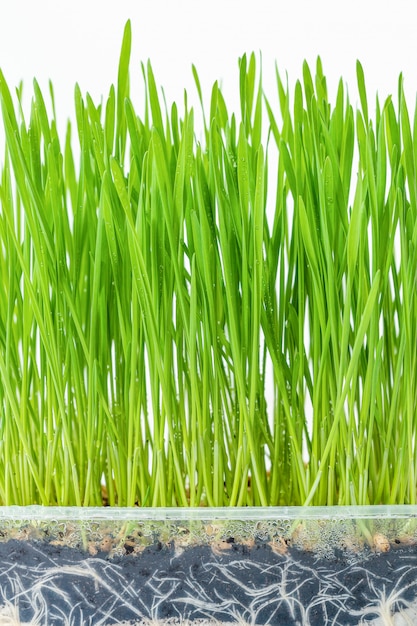 プラスチック容器で成長している小麦草を閉じる