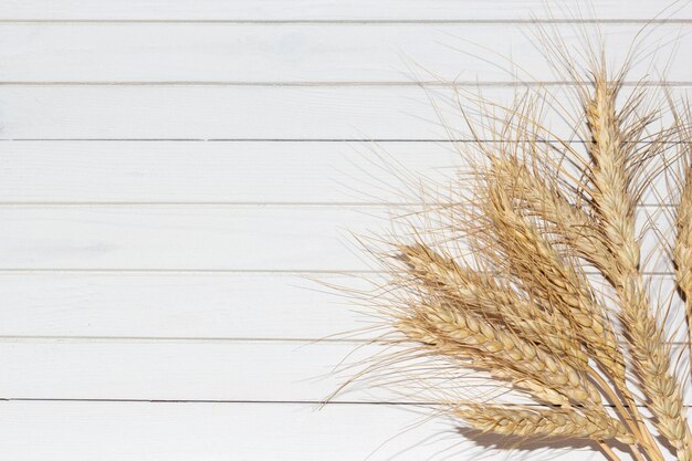 Foto close-up della coltivazione del grano in azienda agricola