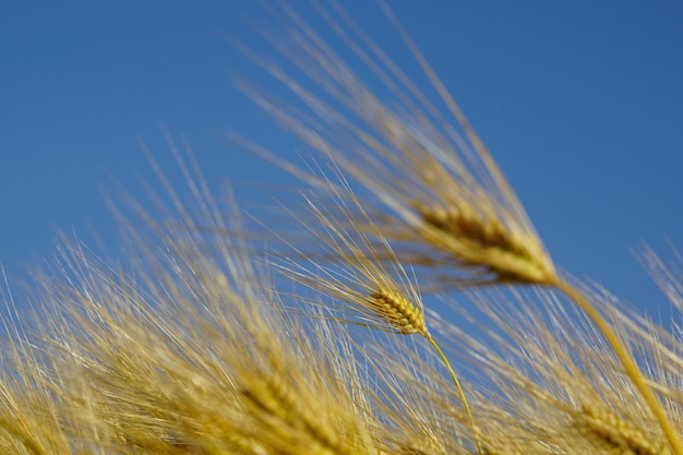 Close-up of wheat growing on field against blue sky