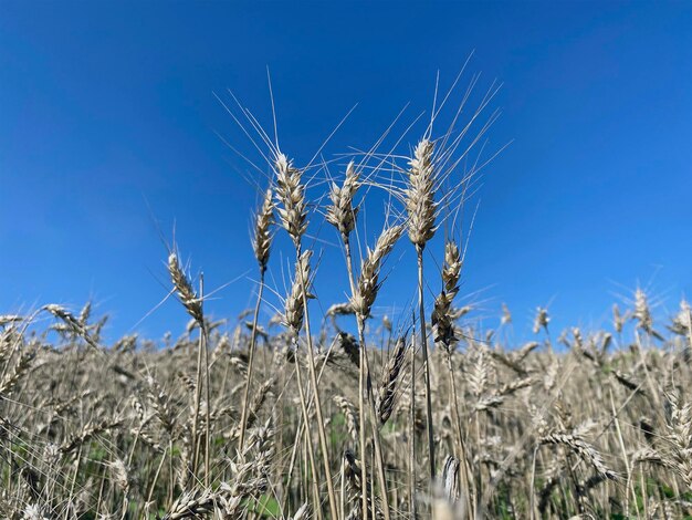 Close-up of wheat growing on field against blue sky