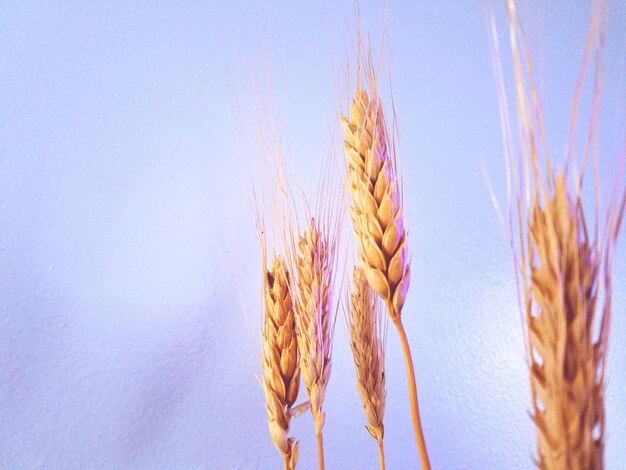 Photo close-up of wheat growing on field against clear sky